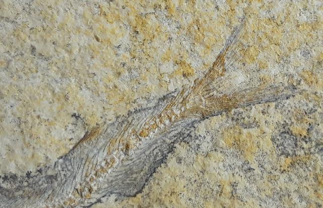 Allothrissops cf. salmoneus BLAINVILLE 1818 - Bild © FossNet FossilienStore